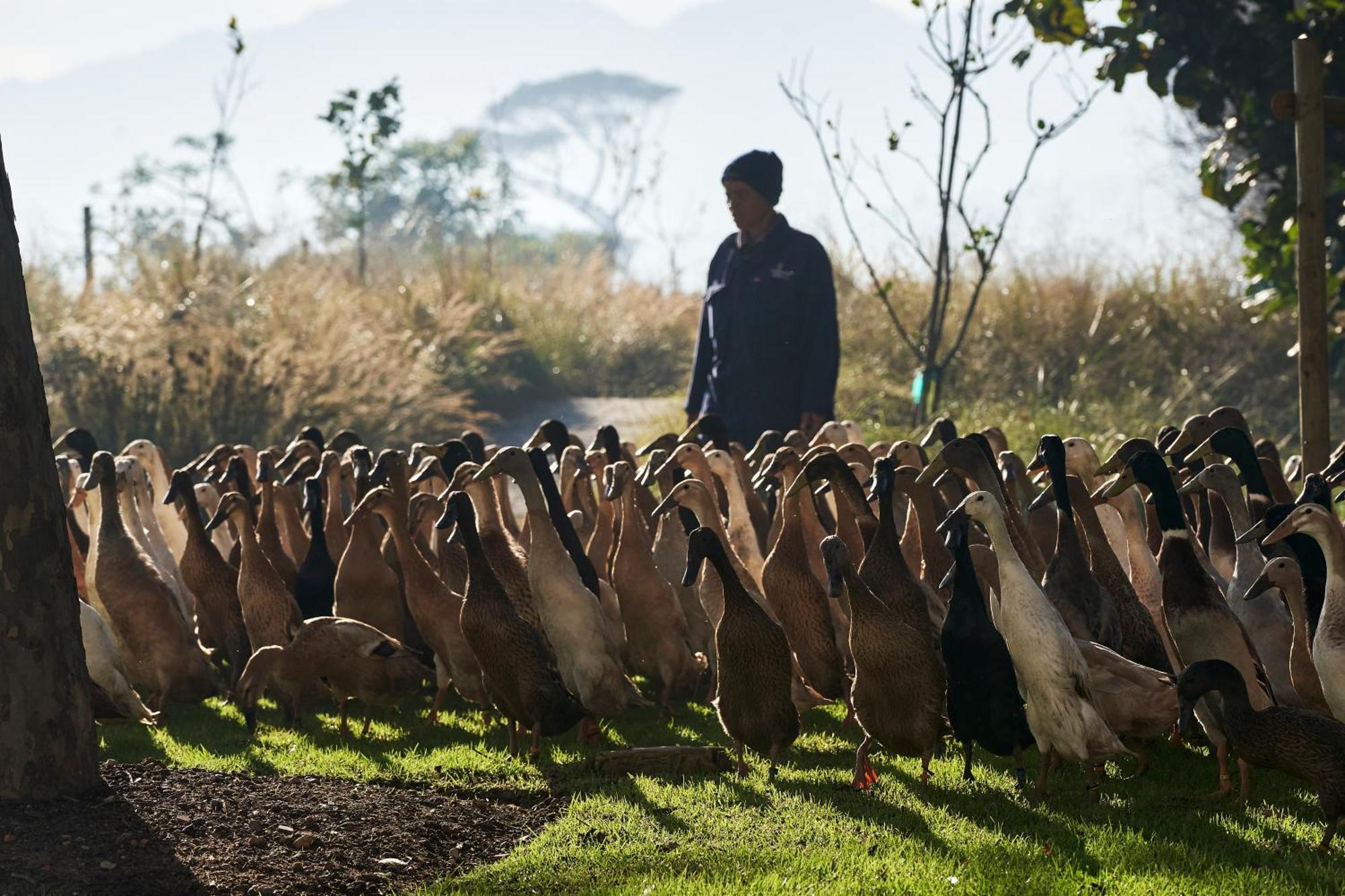 Vergenoegd Loew Boutique Hotel & Spa Cape Town Luaran gambar